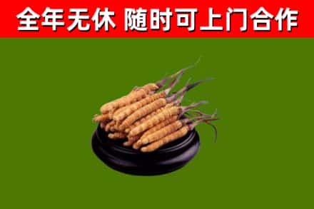 庐山烟酒回收冬虫夏草.jpg