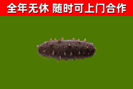 庐山烟酒回收干海参.jpg